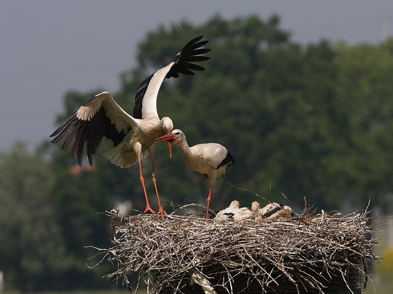 Ciconia ciconia Ooievaar White Stork